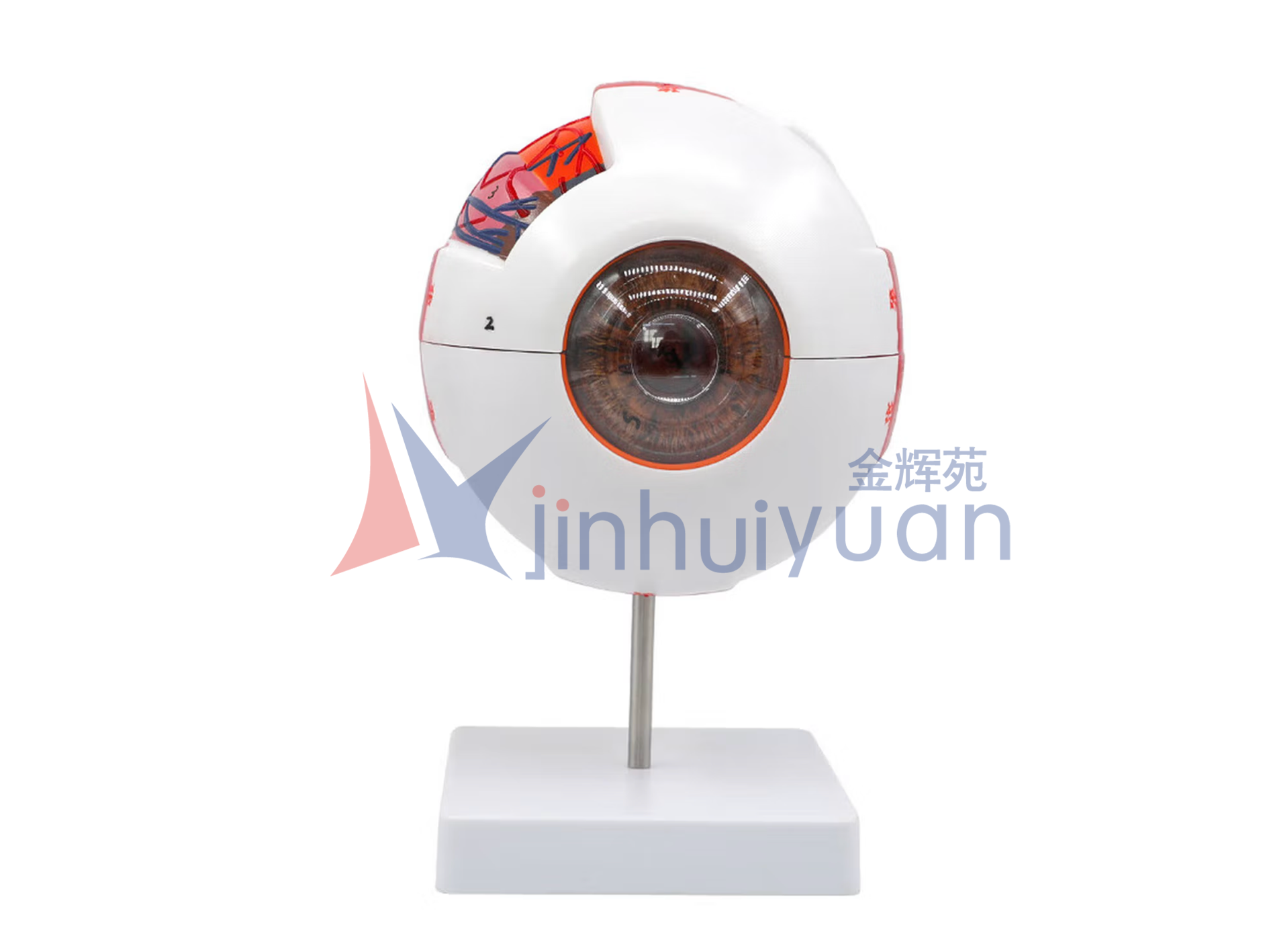 人体眼球结构模型