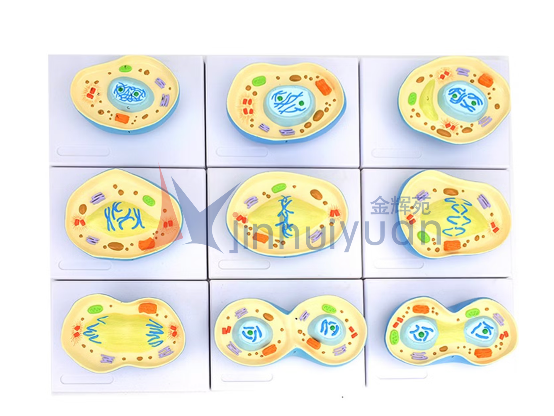 细胞有丝分裂模型